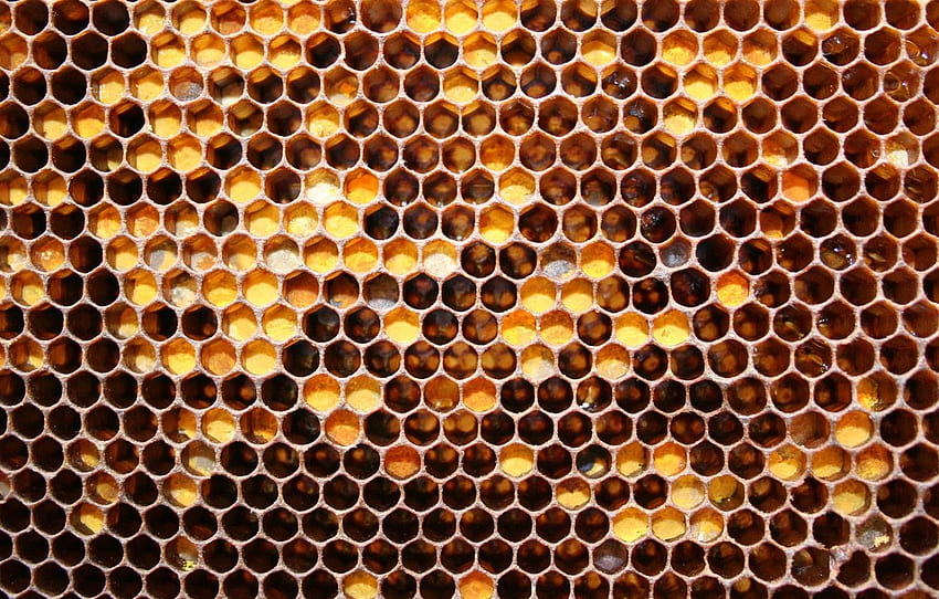 honey, pattern, Honeycomb, bees for HD wallpaper