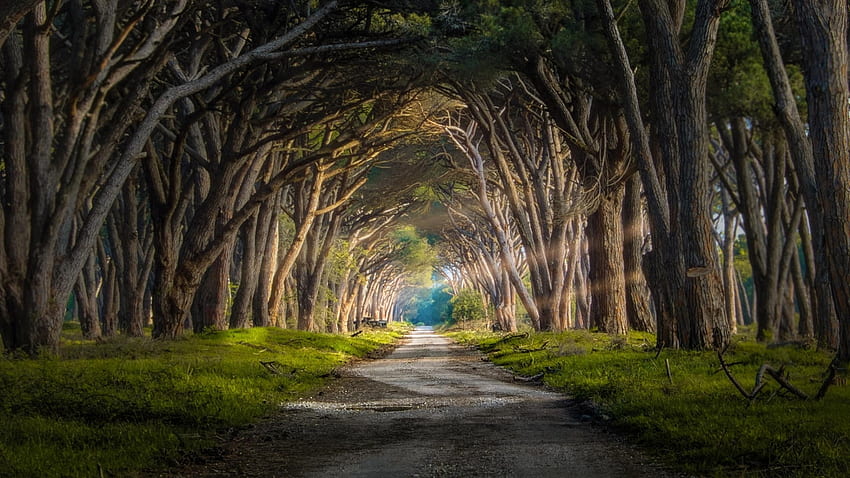 road through a tunnel of trees, tunnel, sunlight, trees, road, grass HD wallpaper