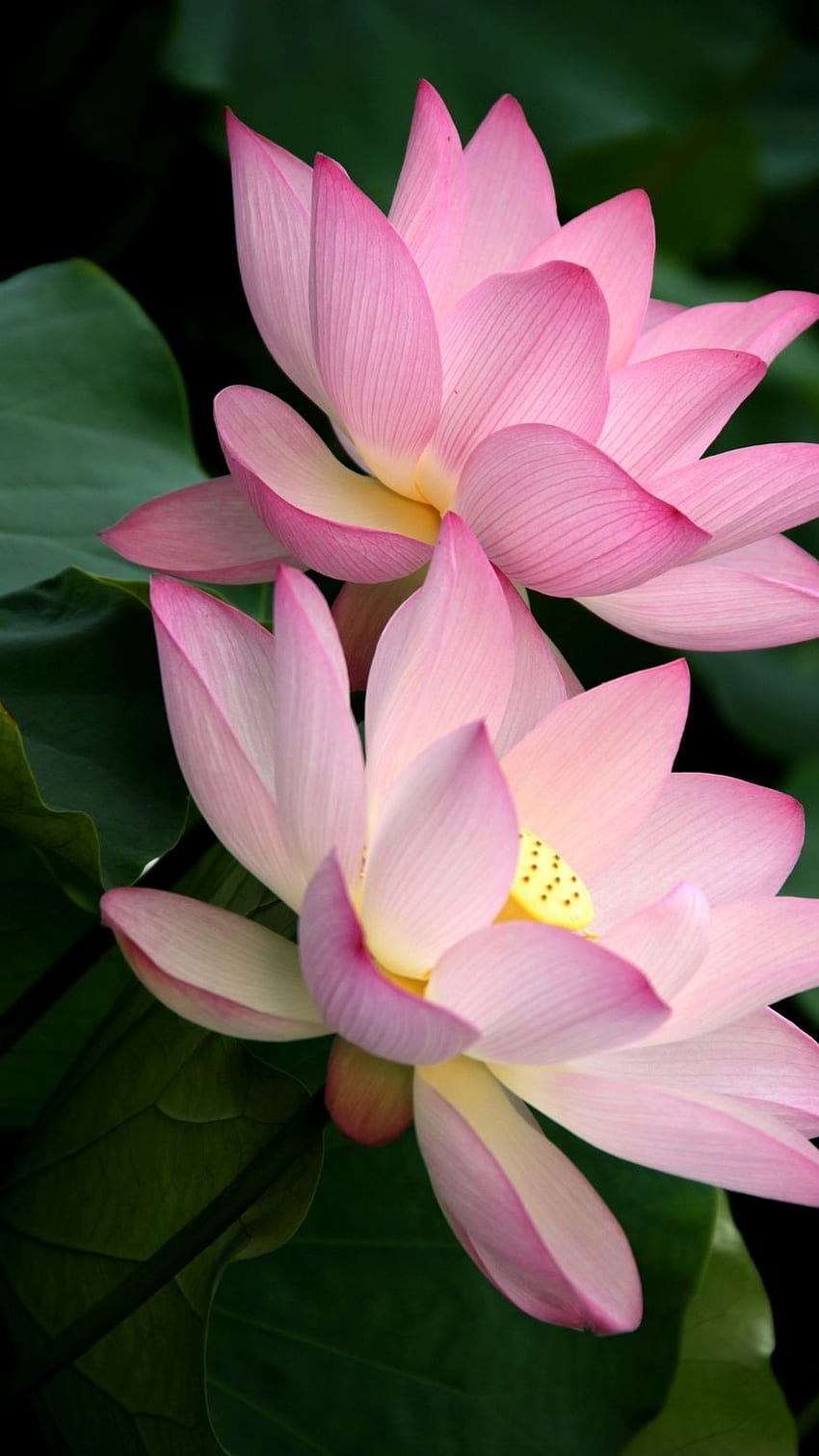 Kwiat Lotosu, Lotos Tapeta na telefon HD