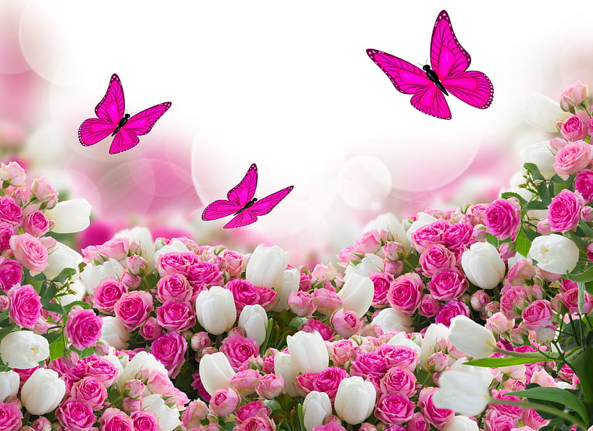 pink butterflies illustration HD wallpaper