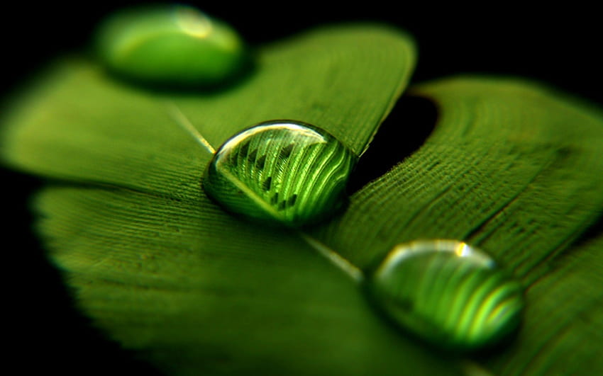 Zielona Natura Bliska Liście Krople wody Makro [] dla Twojego telefonu komórkowego i tabletu. Przeglądaj z bliska. UPS, Kwiat Zakończenie Up Tapeta HD