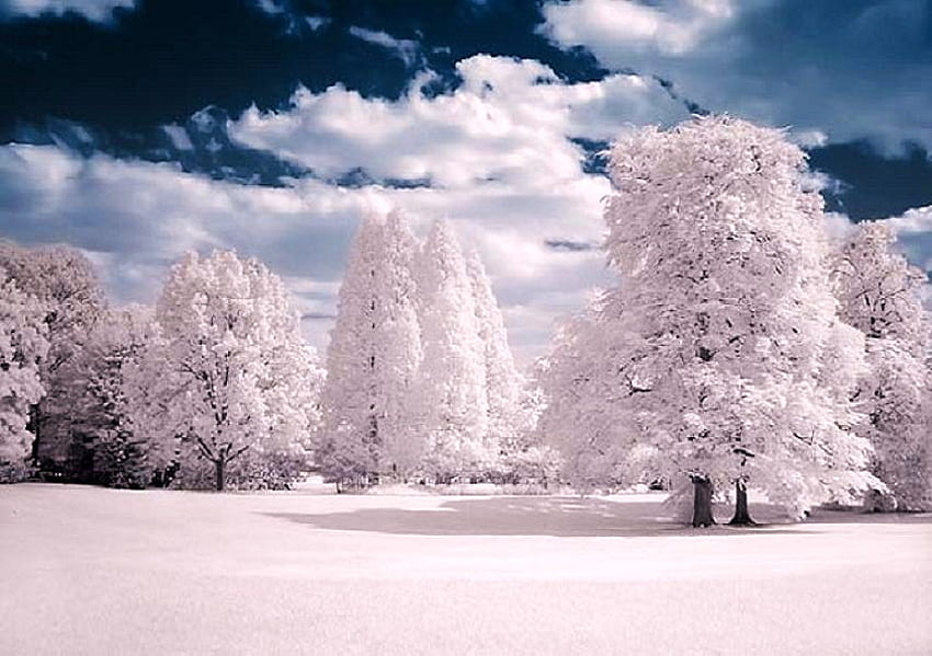 Wearing a winter coat, winter, blue sky, snow, icey, clouds, cold covered trees HD wallpaper
