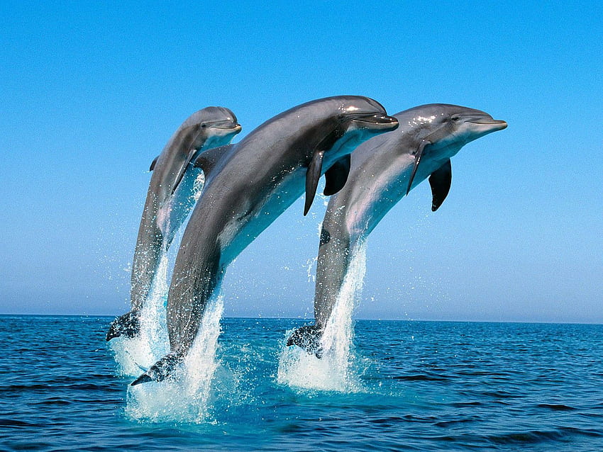 Dolphins, Animal , Pet Love, Cool Animals HD wallpaper