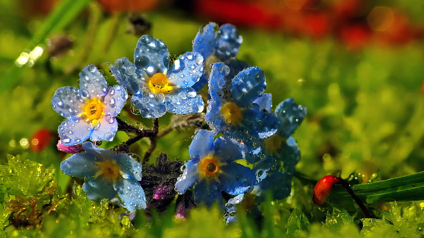 Blue forget-me-not flower, blue, wet, flower, freshness, drops, grass, spring, dew, beautiful HD wallpaper