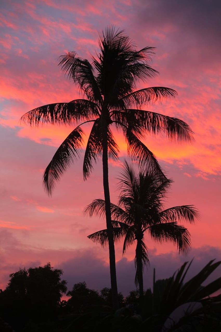 ENJOY THE PALM LIFE. Sunset , Sky aesthetic, Palm trees HD phone wallpaper