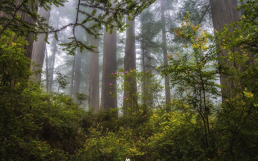 California USA Redwood Sequoia sempervirens, California Redwoods HD wallpaper