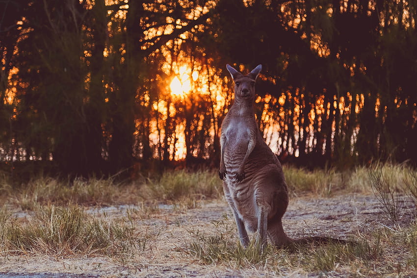 Śmieszne, zwierzęta, zachód słońca, kangur, dzika przyroda Tapeta HD