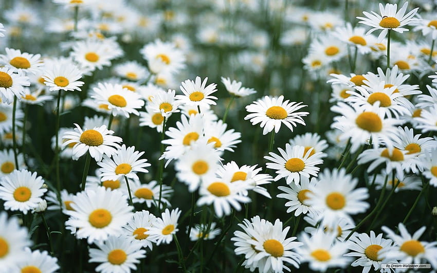 Daisies Computer Background. Daisies, Colorful Daisies HD wallpaper