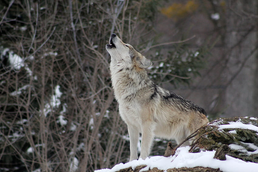 Zwierzęta, śnieg, las, wilk, wycie Tapeta HD