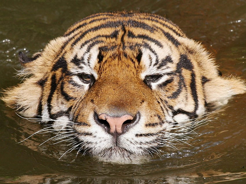 Tiger, animal, wildlife, big cat, feline HD wallpaper