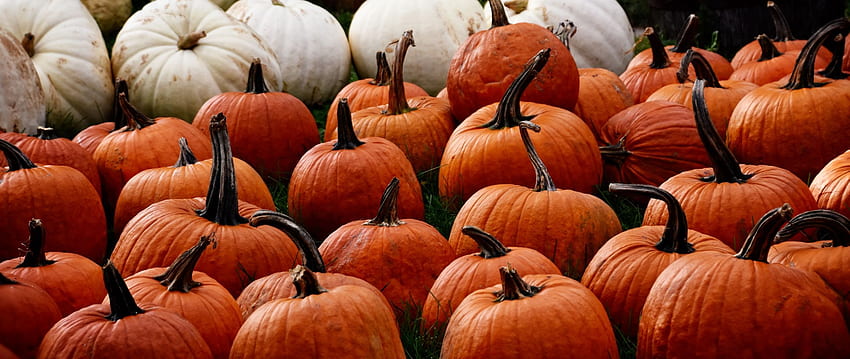 pumpkin, autumn, harvest dual, Fall Harvest HD wallpaper