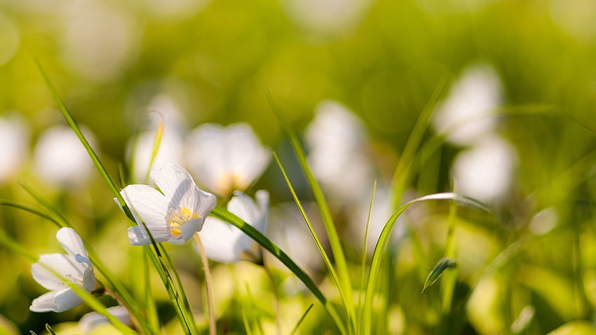 ธรรมชาติ ดอกไม้ หญ้า ฤดูร้อน ฟิลด์ วอลล์เปเปอร์ HD
