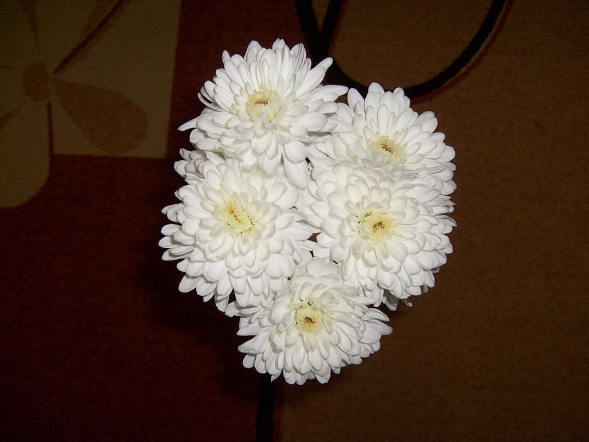 Fleur blanche, blanc, prix, graphie, tapis, jolie, fleur, Bulgarie, nature Fond d'écran HD