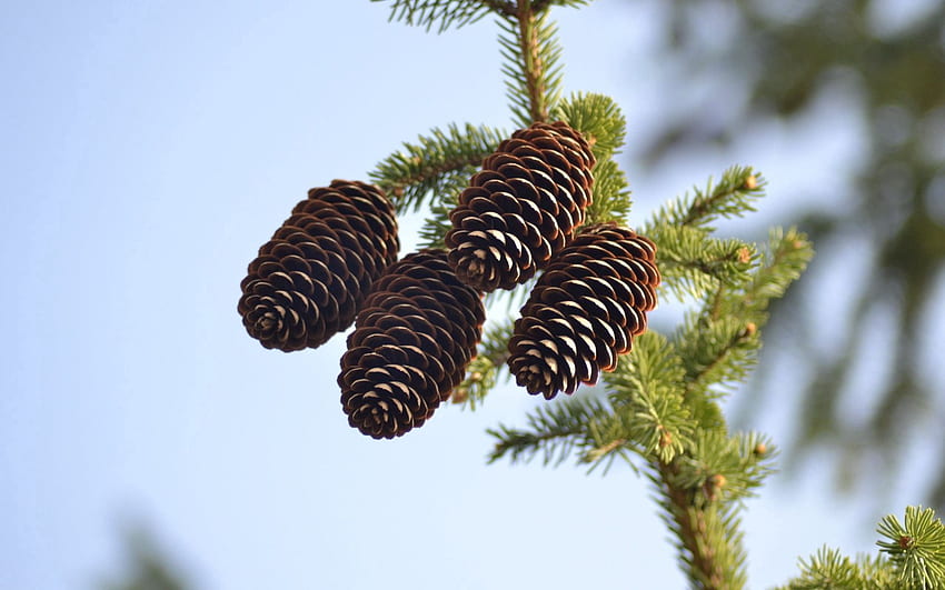 spruce, pine cones, pine, branch 16:10 background HD wallpaper