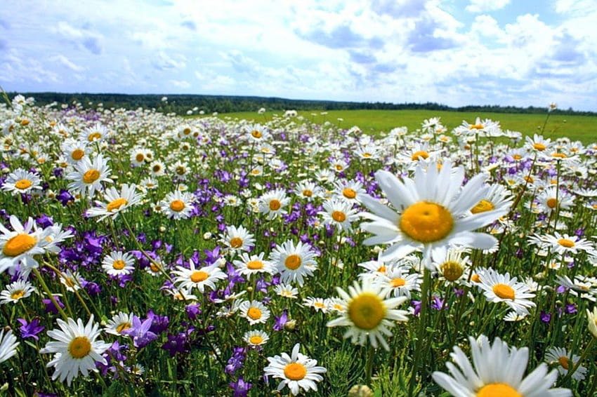 Field of daisies, blue, sunny, white, sunlight, grass, daisies, summer, purple, day, sinlight, field, green, yellow, nature, flowers, sky HD wallpaper