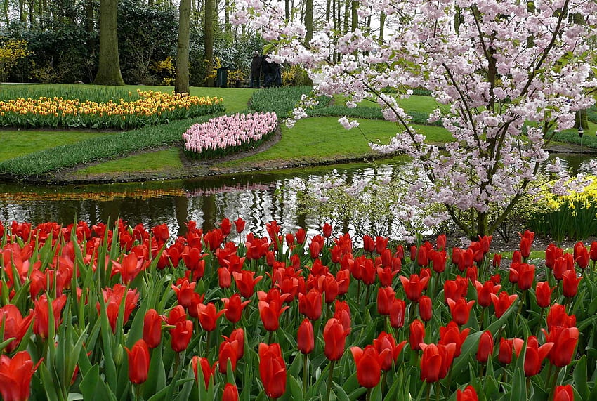 Keukenhof, Paesi Bassi, fiume, fiori, tulipani, primavera, parco Sfondo HD
