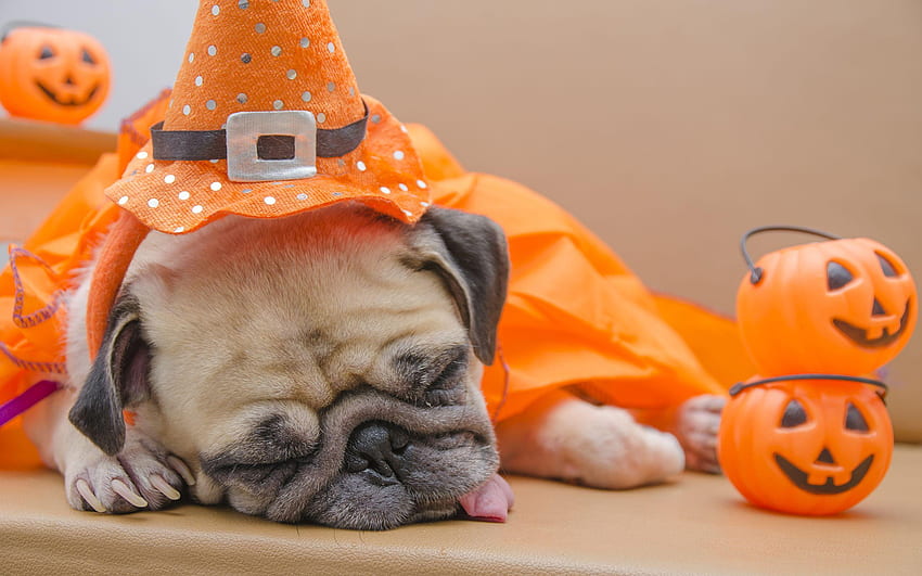 Download Cute Aesthetic Halloween Dog Wallpaper  Wallpaperscom