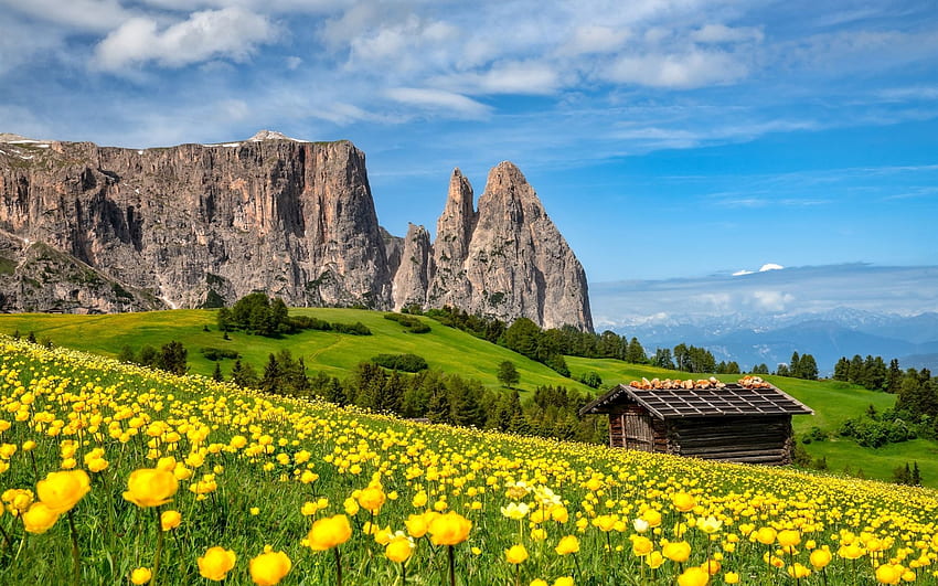 Yellow flowers, mountains, green, hut, Italy HD wallpaper