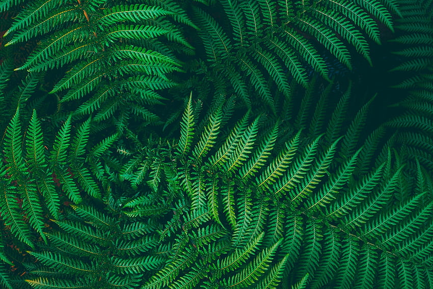 Fern leaves, texture, leaf, green, fern, nature HD wallpaper