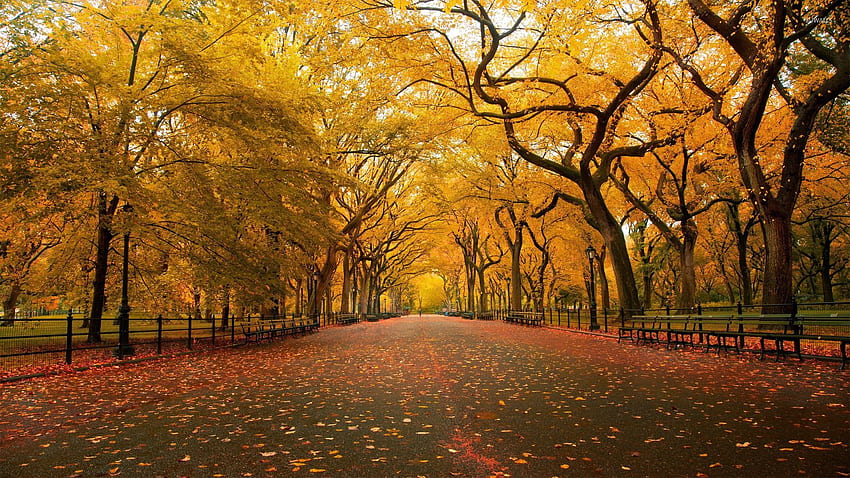 Autumn in the park - Nature, 9K Resolution HD wallpaper | Pxfuel