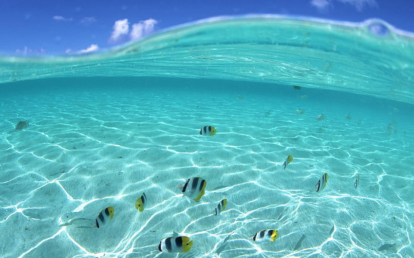 Hawaii Beach Underwater [] for your , Mobile & Tablet. Explore Hawaii . Hawaii , Maui , Hawaii Ocean HD wallpaper