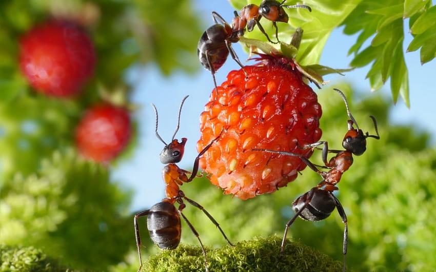 Delice, sweet, lolita777, strawberry, situation, food, creative, fantasy, green, ant, red, fruit, insect, macro HD wallpaper