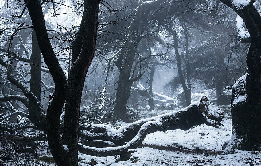 zima, las, śnieg, drzewa, Anglia, Anglia, Peak District, Staffordshire, The Peak District for , sekcja природа -, Winter Britain Tapeta HD
