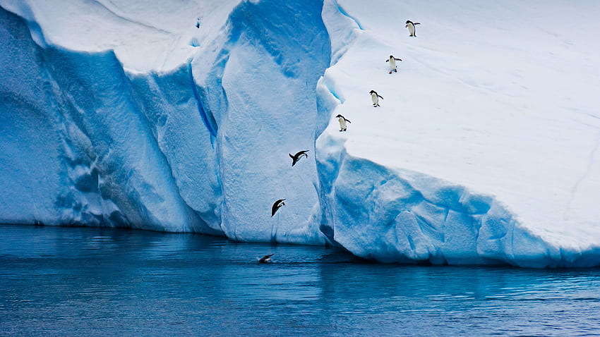 เพนกวินกระโดด ธารน้ำแข็ง ฤดูหนาว น้ำแข็ง ธรรมชาติ วอลล์เปเปอร์ HD