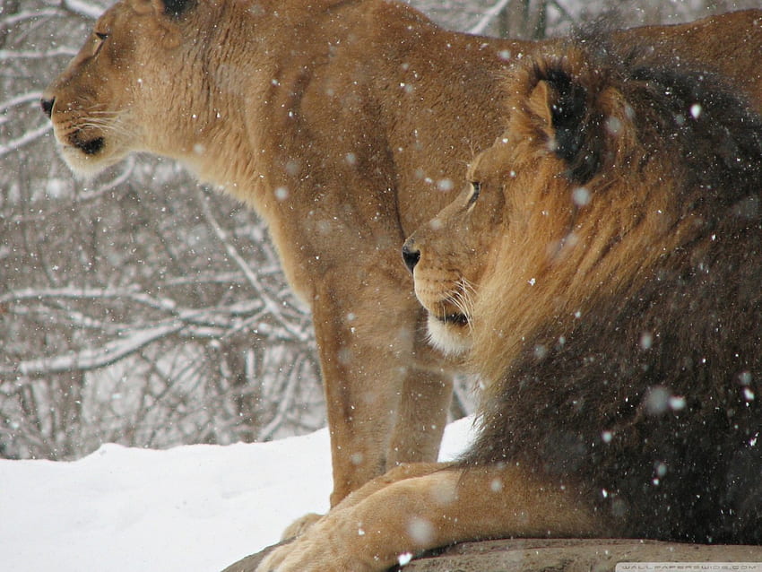 Lion and Lioness, animals, snow, cats, lion, lioness HD wallpaper