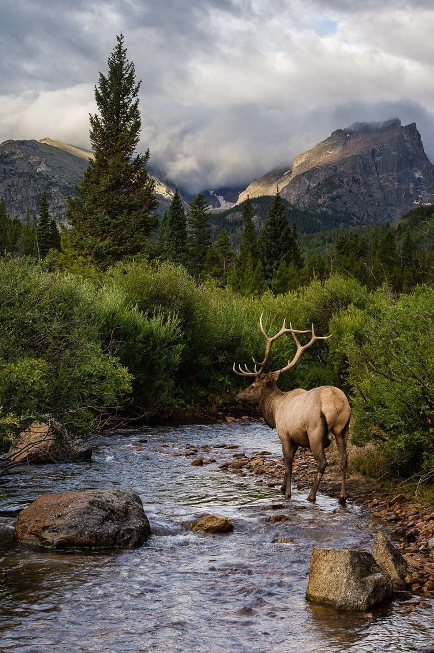 WILD ELK ideas. elk, animals wild, deer family, Rocky Mountain Elk HD phone wallpaper