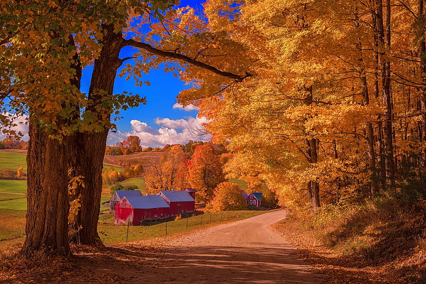 Autumn farm, fall, farm, beautiful, houses, leaves, branches, trees, autumn, road, countryside, foliage HD wallpaper