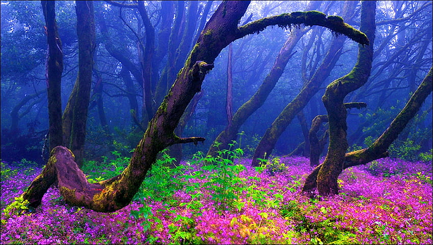 Пролетна разходка, мъгла, лилаво, розово, жълто, зелено, дървета, цветя, гора HD тапет