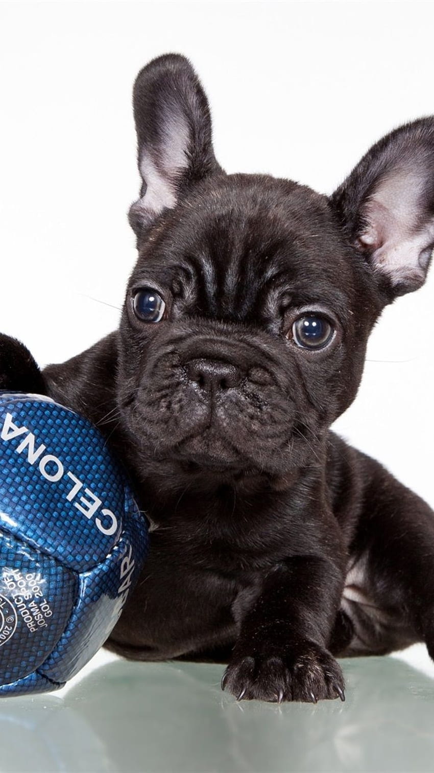 French Bulldog, Black Dog, Football IPhone 8 7 6 6S HD phone wallpaper