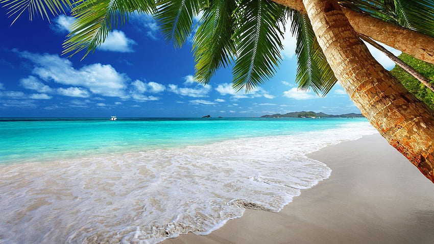 Tropical Beach, Palm Trees , . All For, Tropical Beach Scenery HD wallpaper