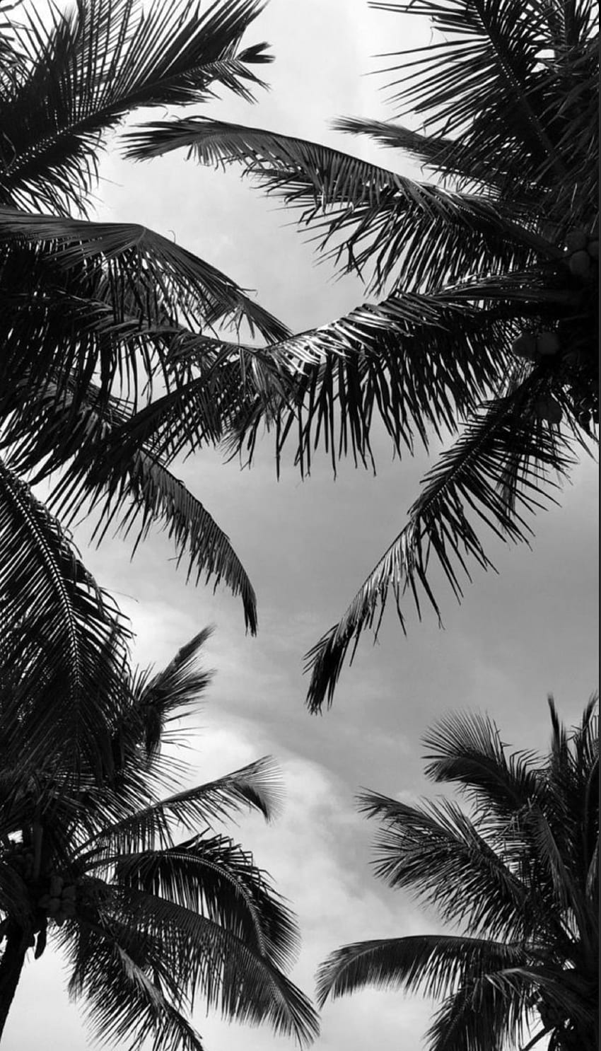 Download wallpaper 1920x1080 palms tropics bw trees full hd hdtv fhd  1080p hd background