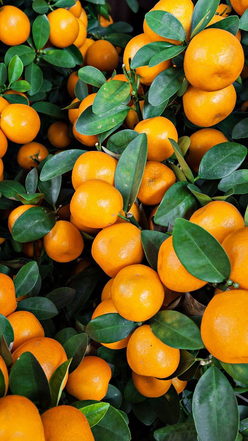 Oranges blue fruit orange HD phone wallpaper  Peakpx