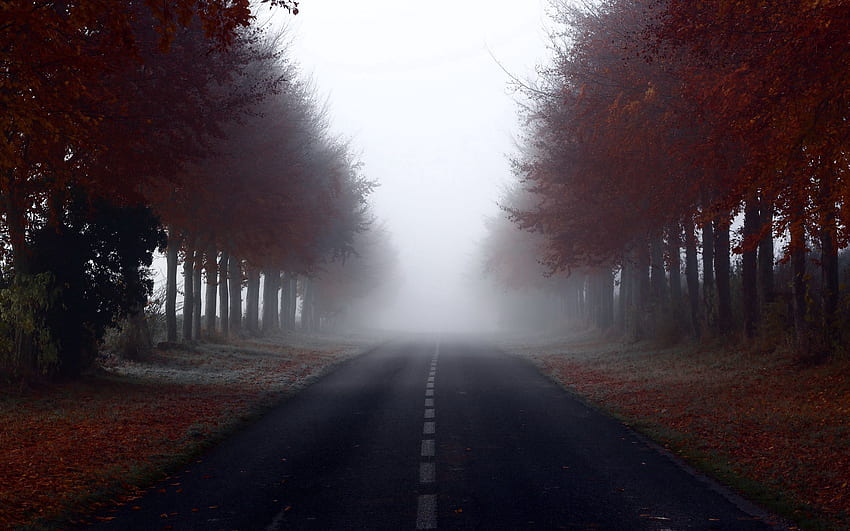 Natura, drzewa, droga, znaczniki, mgła Tapeta HD