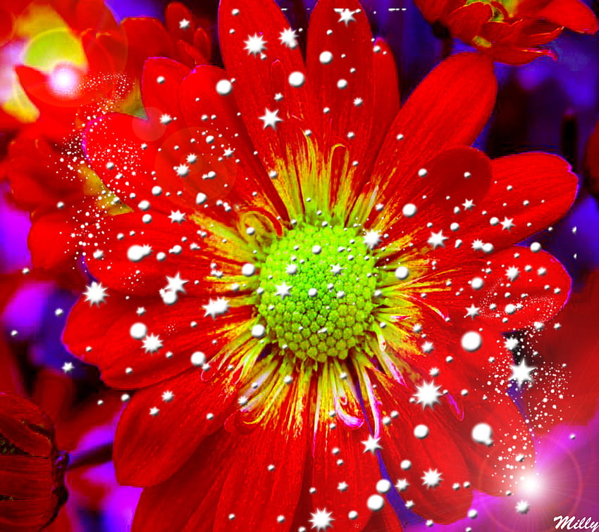 Sparkling Red Flower ดอกไม้ สีแดง ธรรมชาติ ดวงดาว ประกาย ความงาม วอลล์เปเปอร์ HD