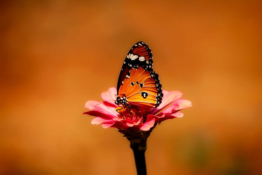 Monarch Butterfly, Orange Butterfly HD wallpaper
