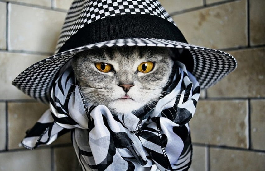Sherlock Holmes :), gatito, gatito, gatos, lindo, hermoso, patas, cara de gato, bonito, cara, encantador fondo de pantalla