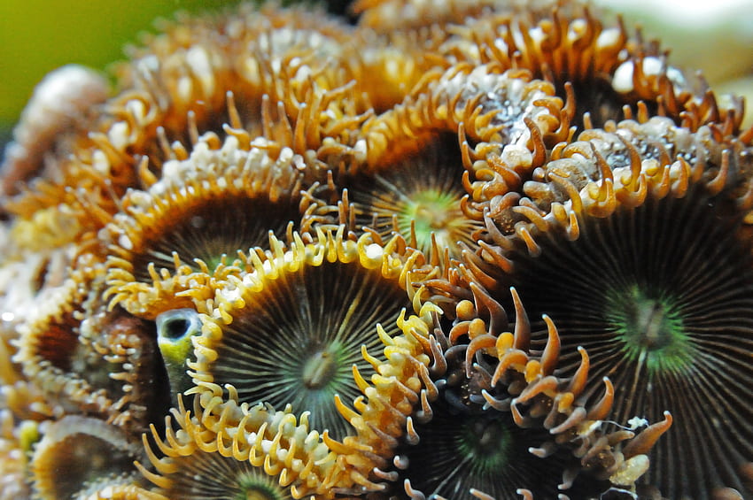 Macro, primo piano, esotico, anemone di mare Sfondo HD