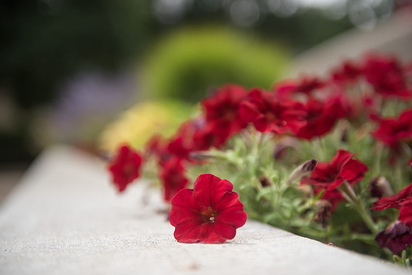 Summer Red, малко цвете, красиво цвете, червено, червени цветя, червено цвете HD тапет