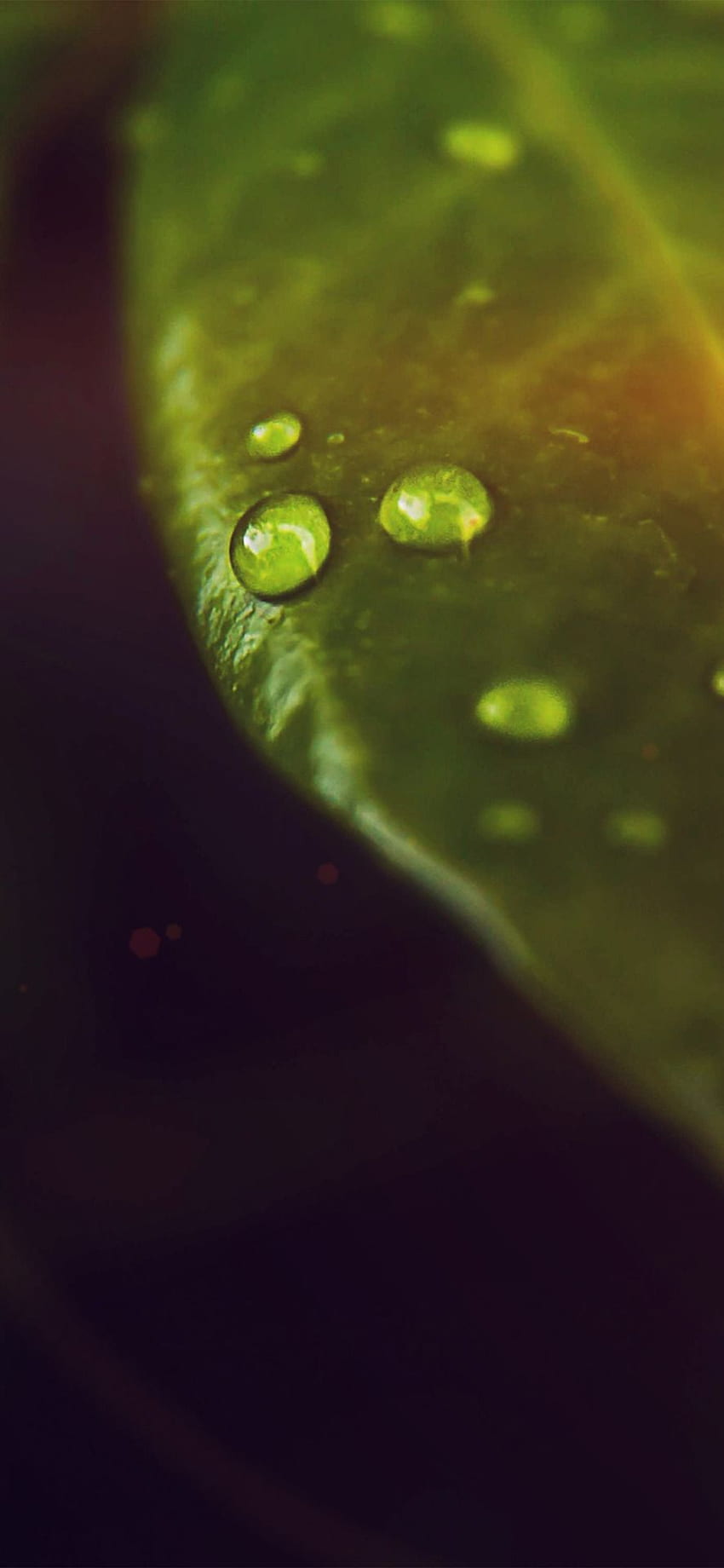 iPhone . Green, Water, Macro graphy, Leaf, Drop, Dew, Green Liquid HD phone wallpaper
