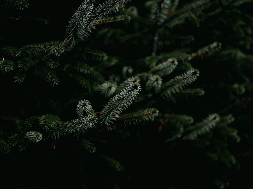 Pine, Plant, Macro, Branches, Needles HD wallpaper