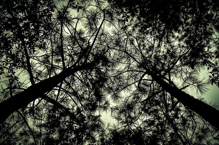 Trees, Dark, Branches, Bottom View HD wallpaper
