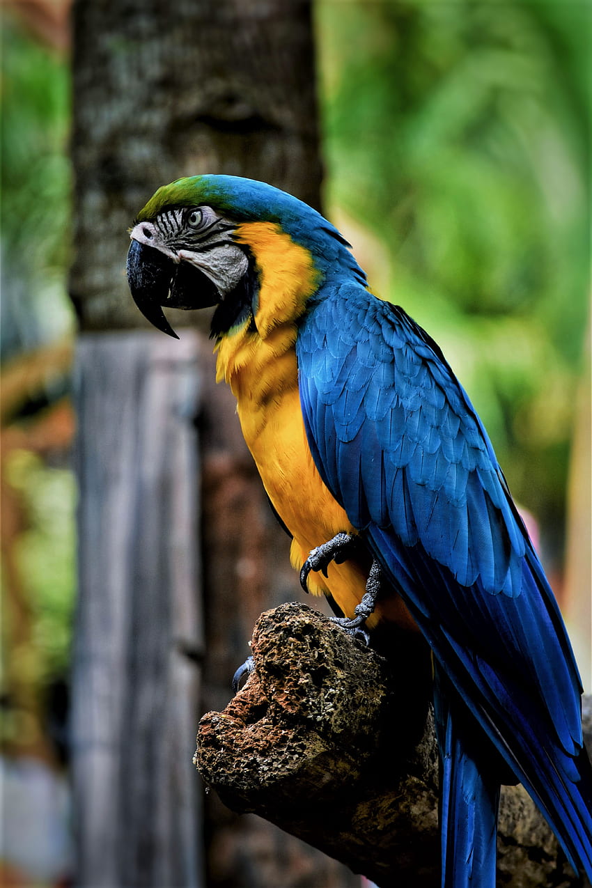 Animals, Parrots, Bird, Beak, Color, Macaw HD phone wallpaper