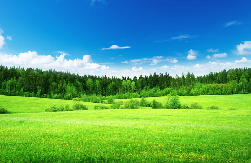 緑の草、うっそうとした森、青い空、, 自然, 天然の草 高画質の壁紙