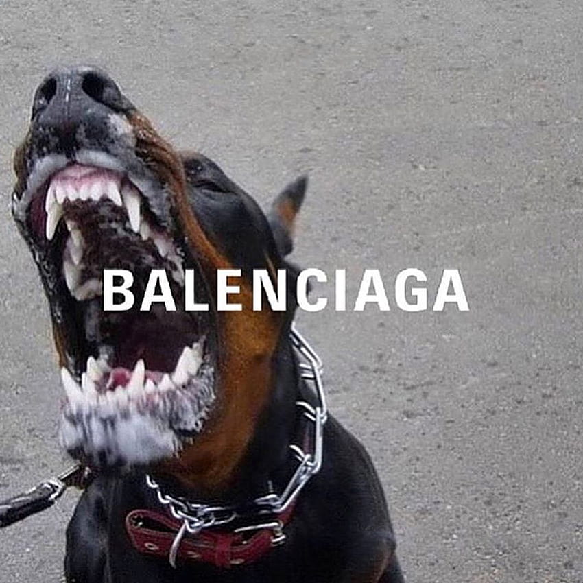 Balenciaga Dog Dog Holding a Gun  Digital Wall Paper  Etsy Canada