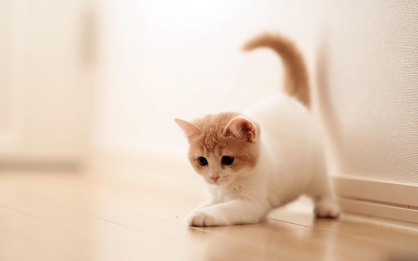 . Wonderful Background: Best 10 Cute Cat in The World, Really Cute Cat HD wallpaper