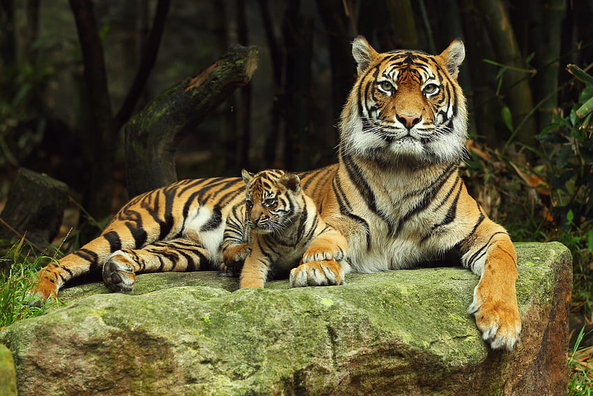 Tiere, Paar, Paar, Liegen, Hinlegen, Tiger, Pflege, Tigerjunges HD-Hintergrundbild